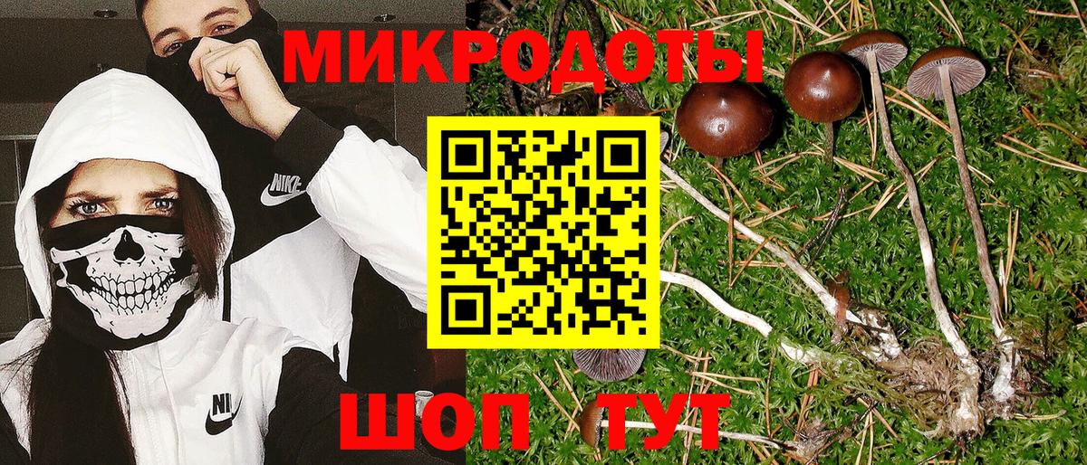 Галлюциногенные грибы Psilocybe Городец